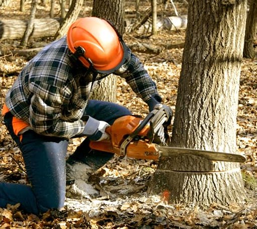 Tree Removal in Plymouth, WI
